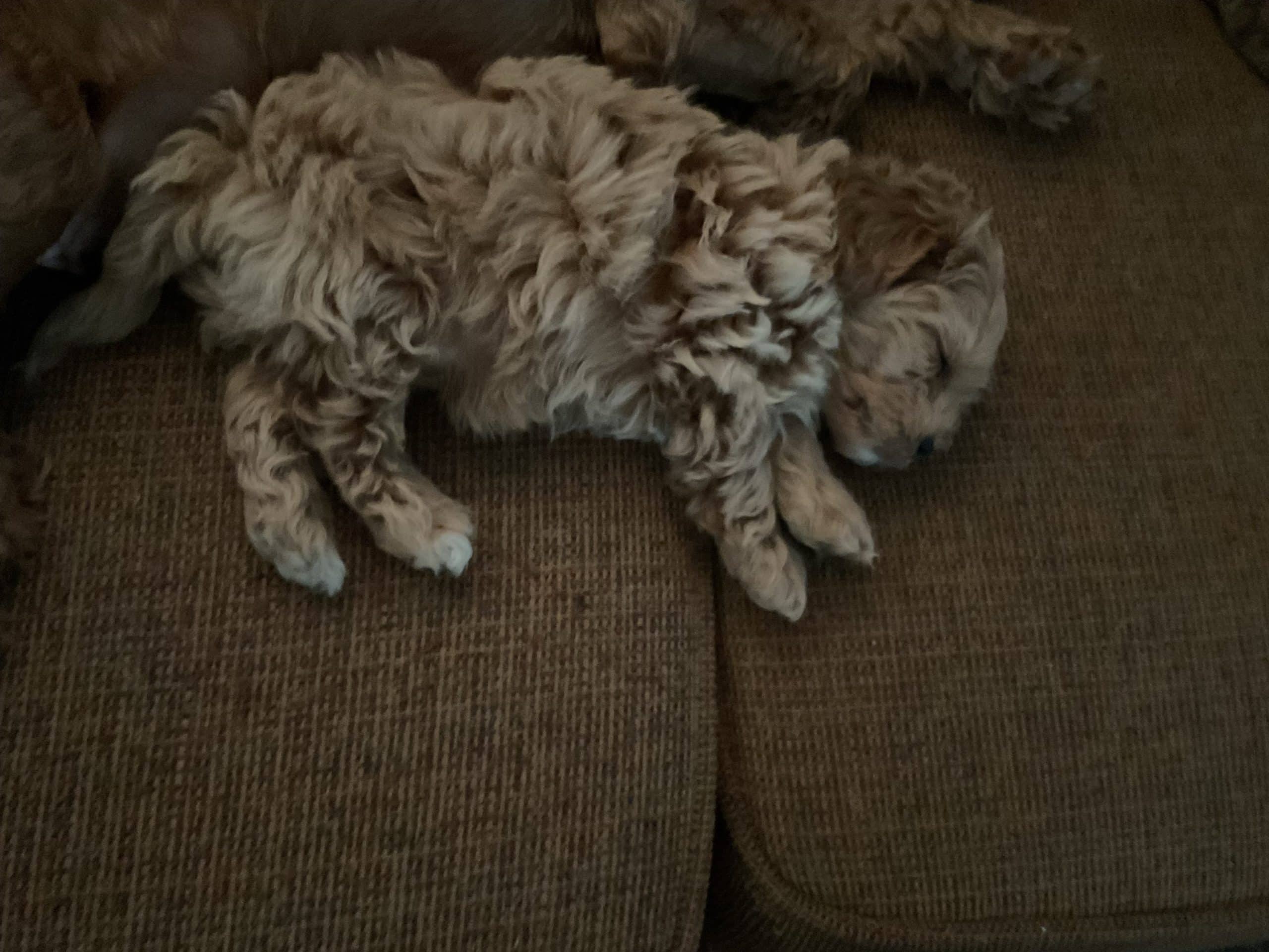 Cockapoo puppies