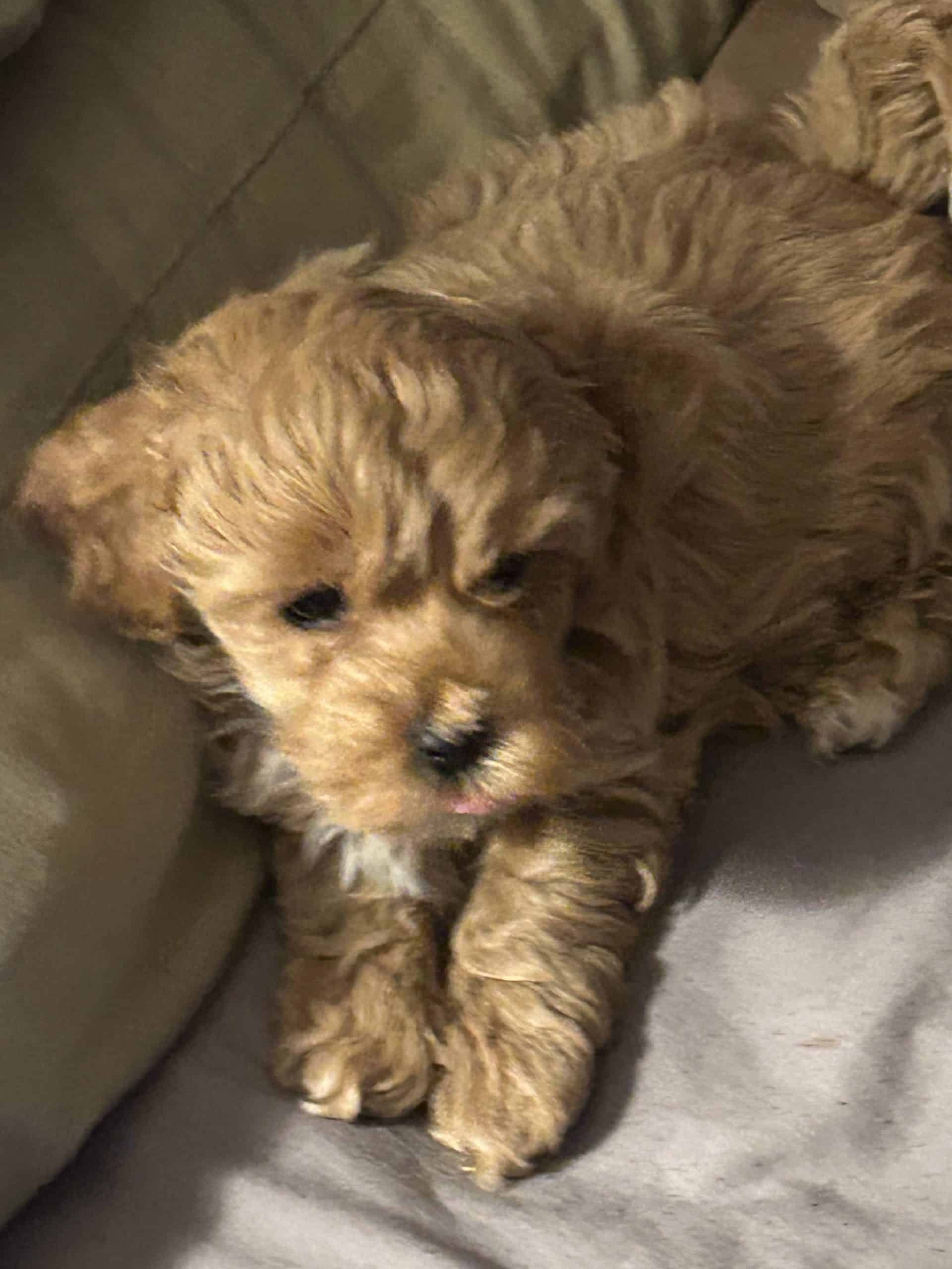 Cockapoo puppies