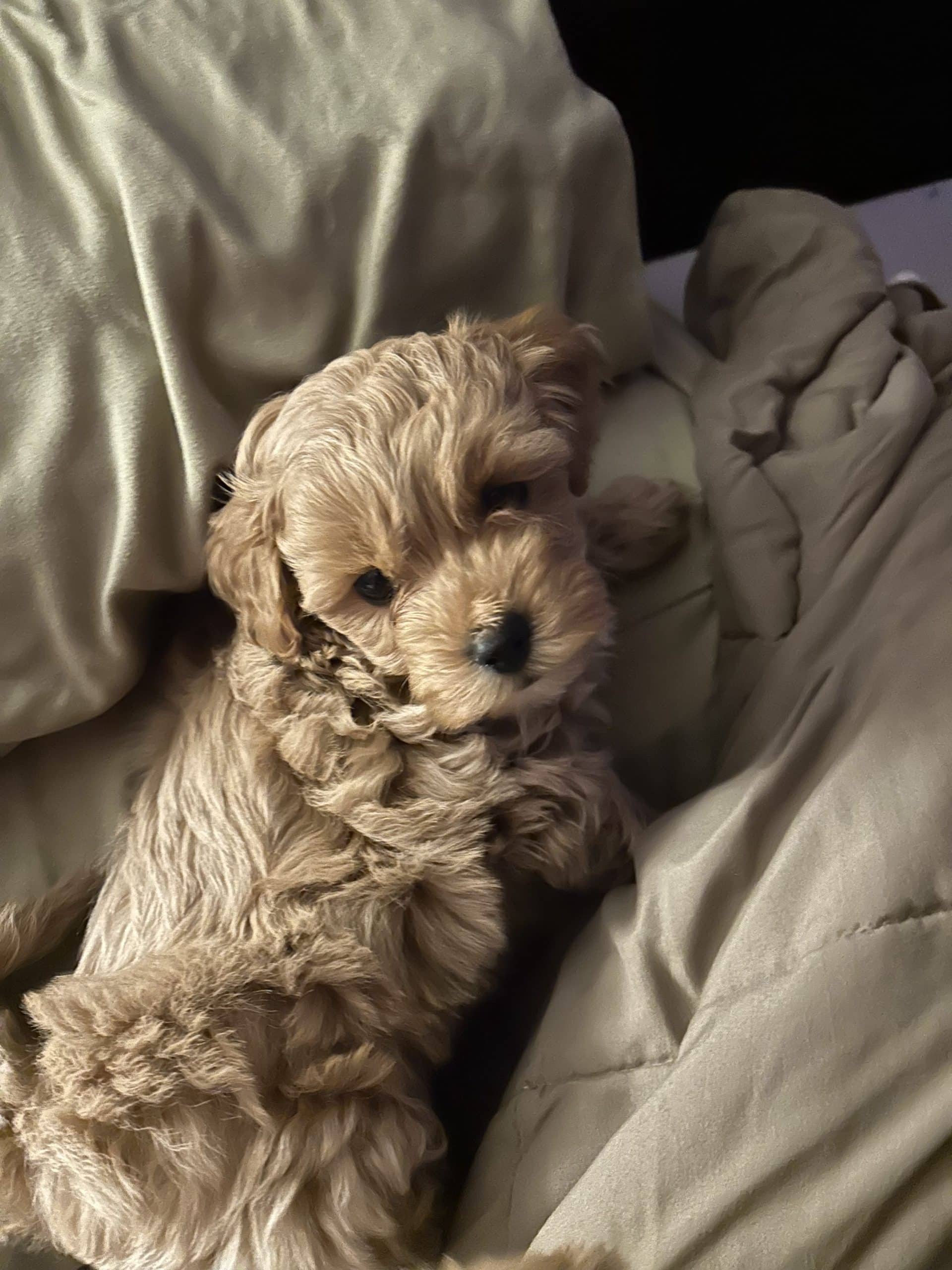 Cockapoo puppies
