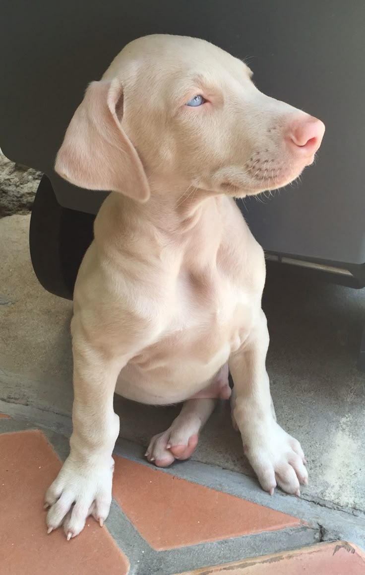 Adorable Doberman Puppy For Sale