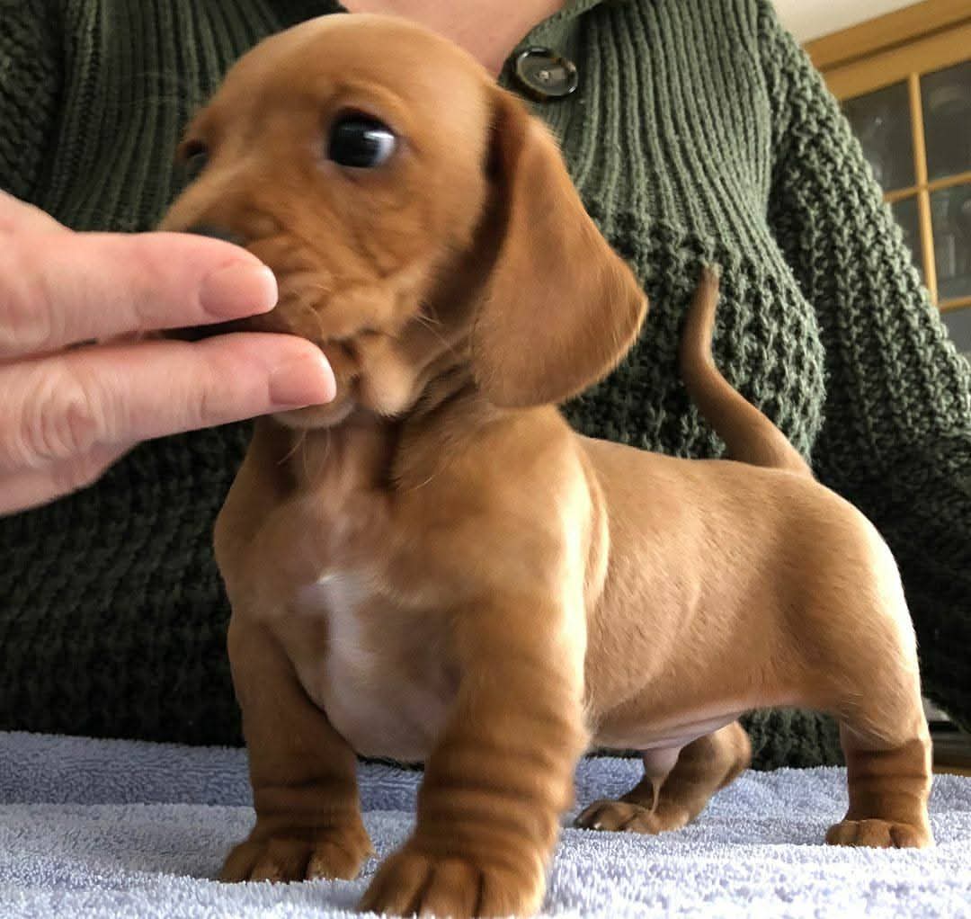 Adorable Dachshund Puppy.