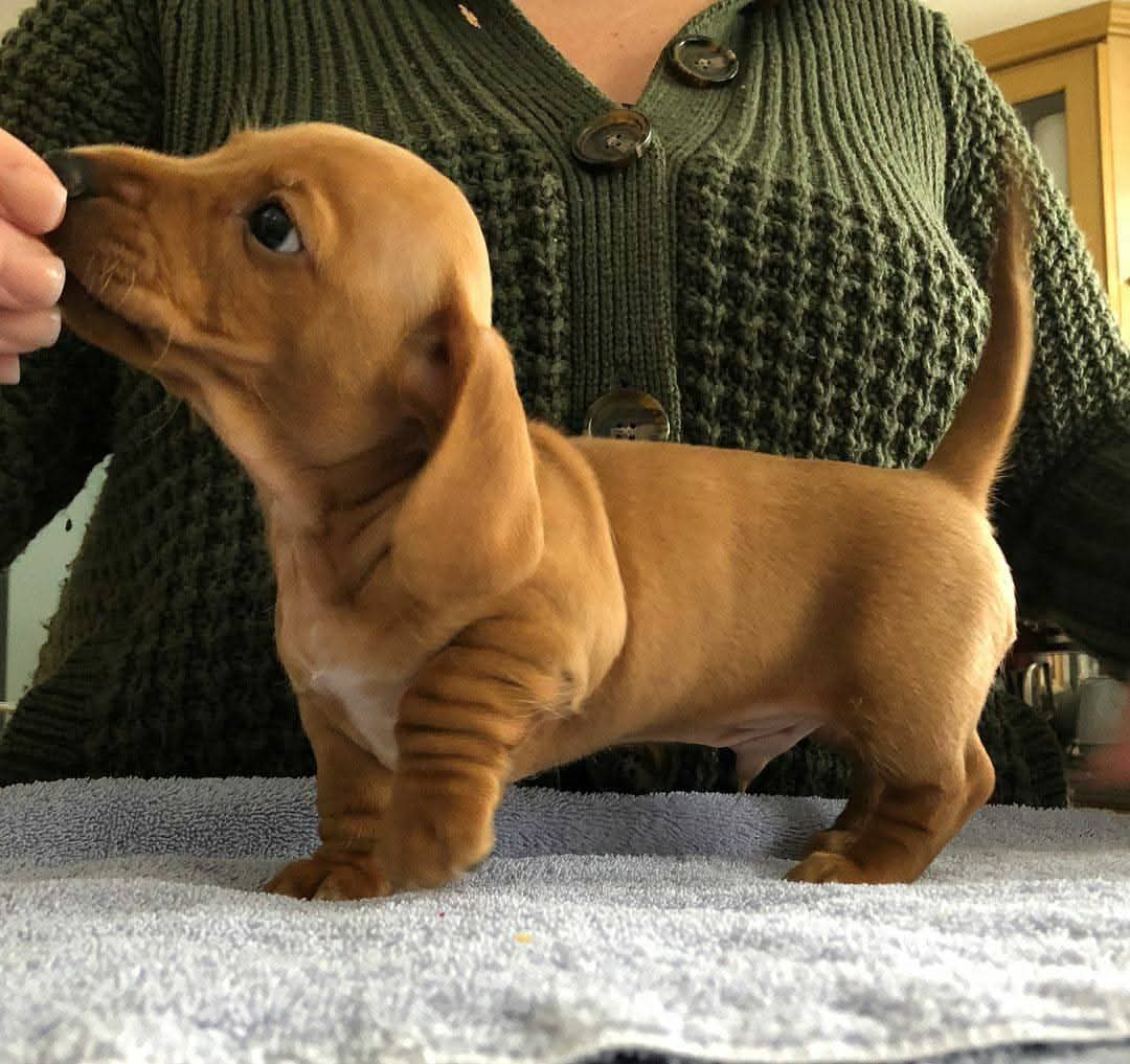 Adorable Dachshund Puppy.