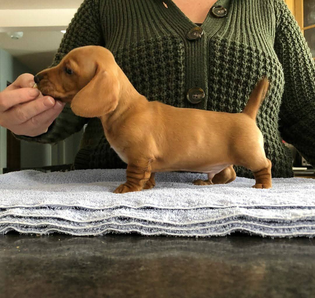 Adorable Dachshund Puppy.