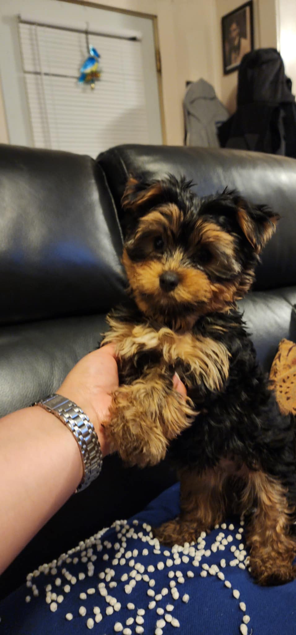 Female Yorkie