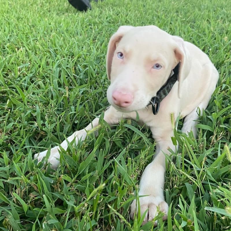 Adorable Doberman Puppy For Sale