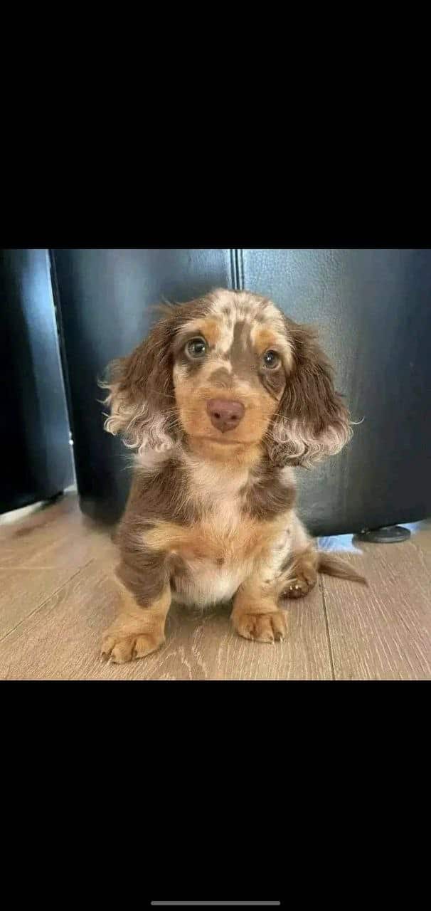 Dachshund puppies for adoption