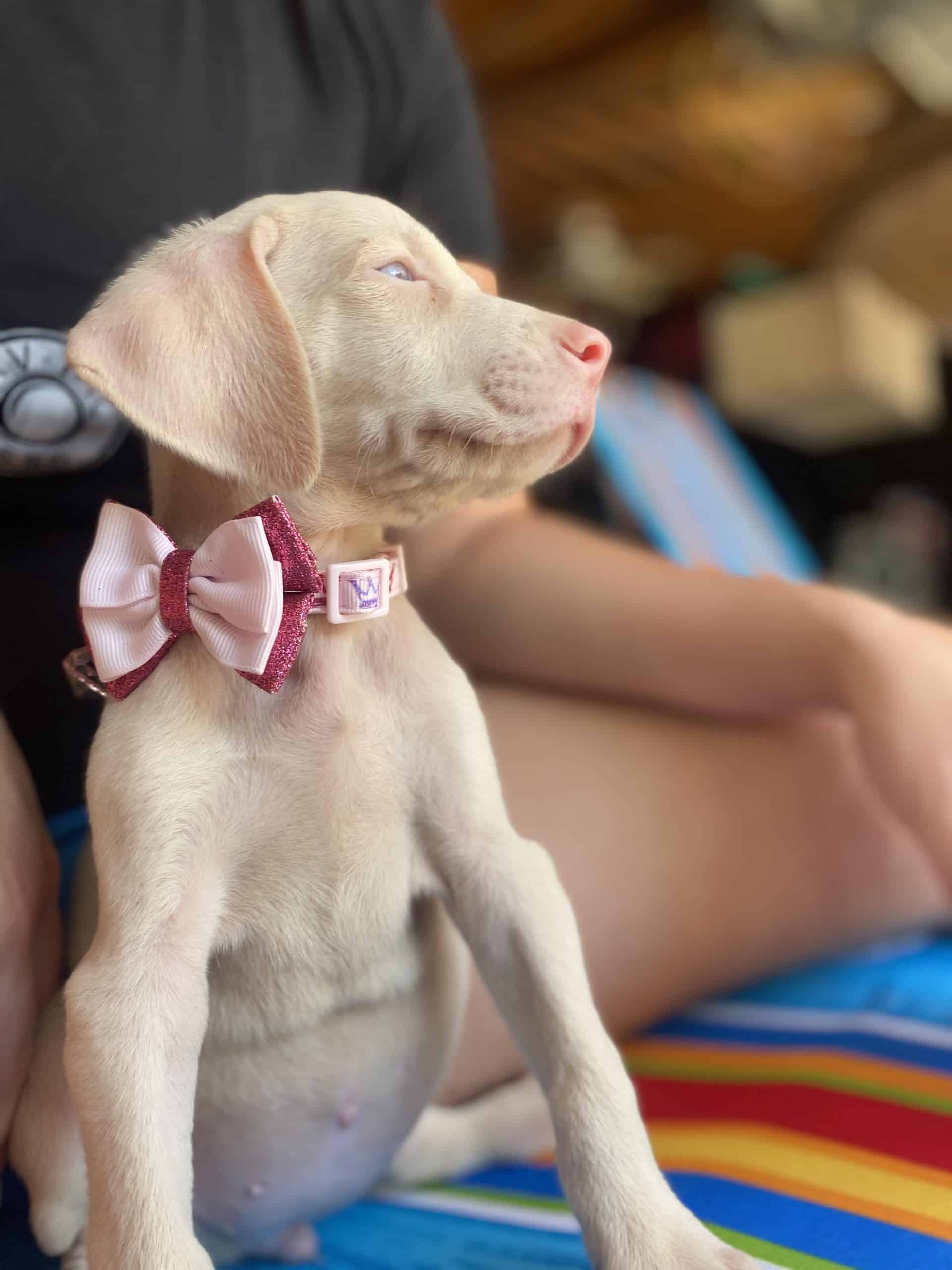 Adorable Doberman Puppy For Sale