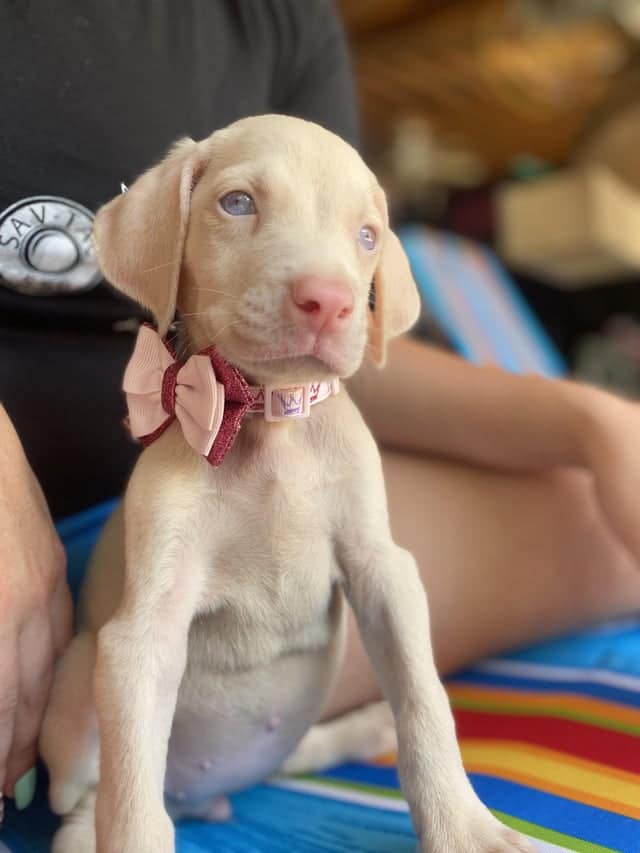 Adorable Doberman Puppy For Sale