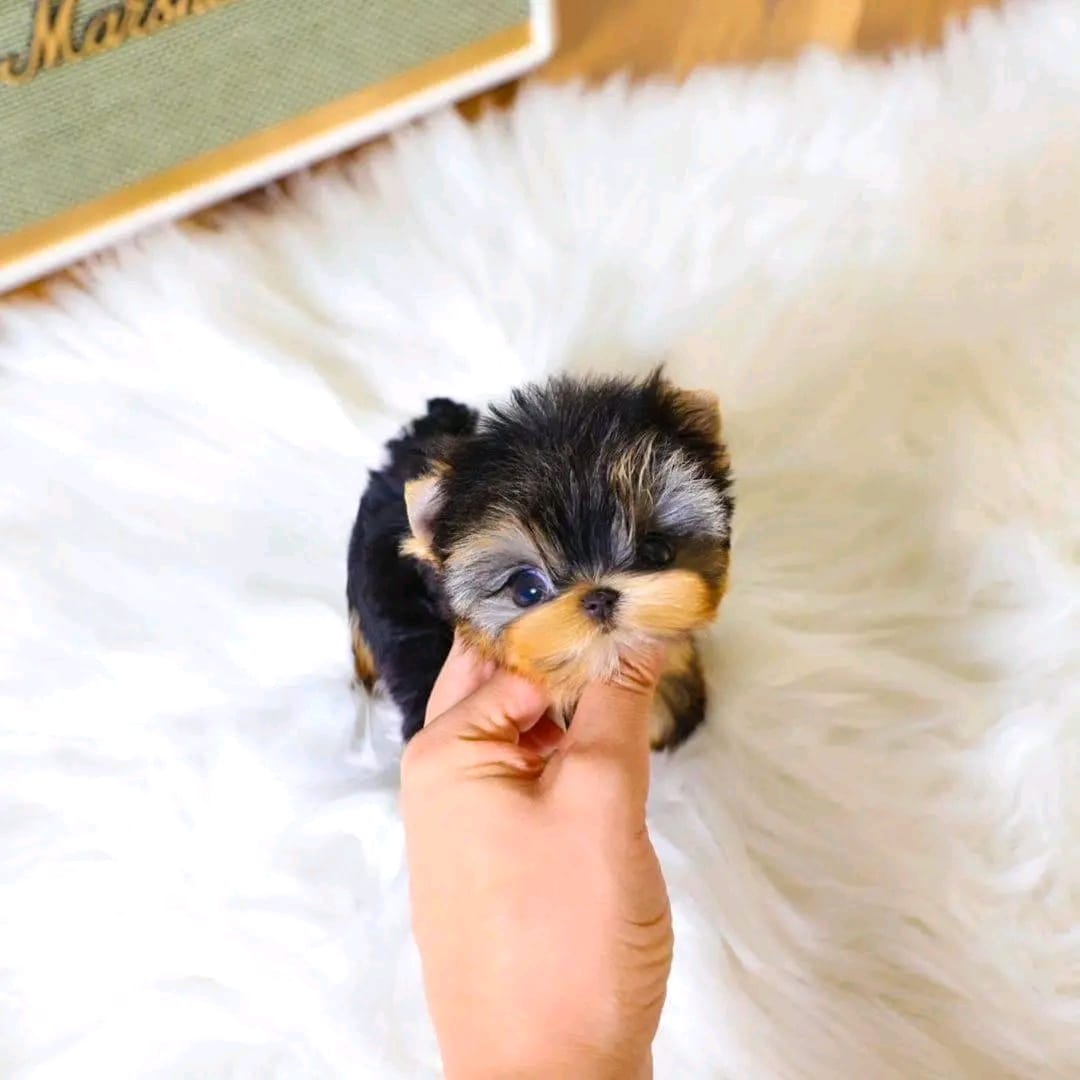 Yorkie puppy