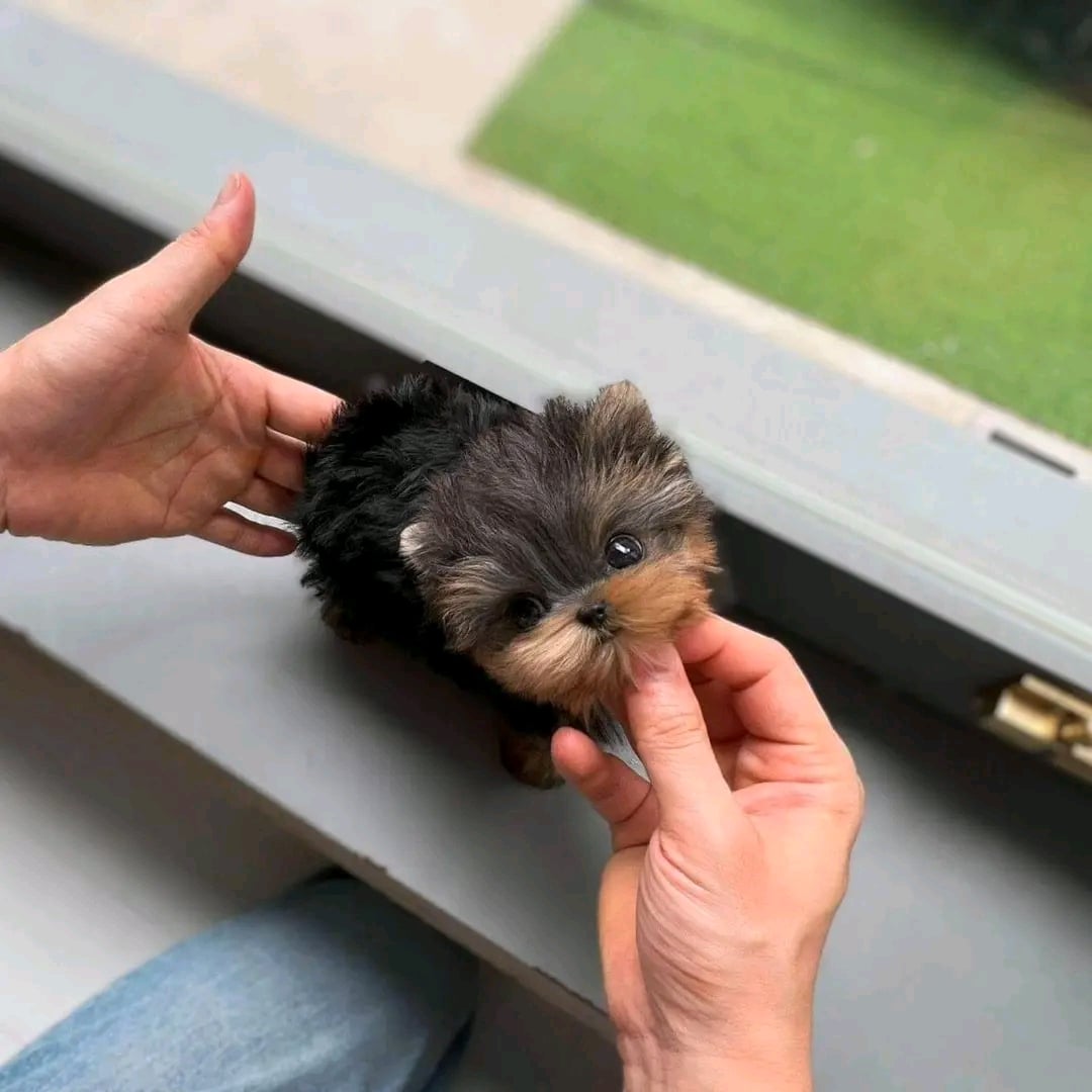 Yorkie puppy