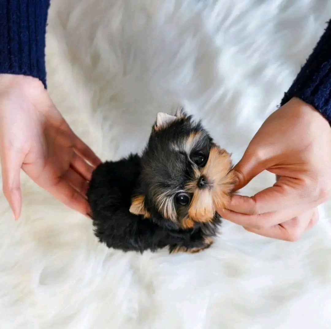 Yorkie puppy