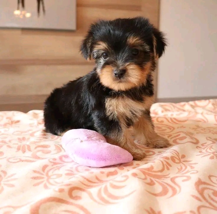 Yorkie puppy