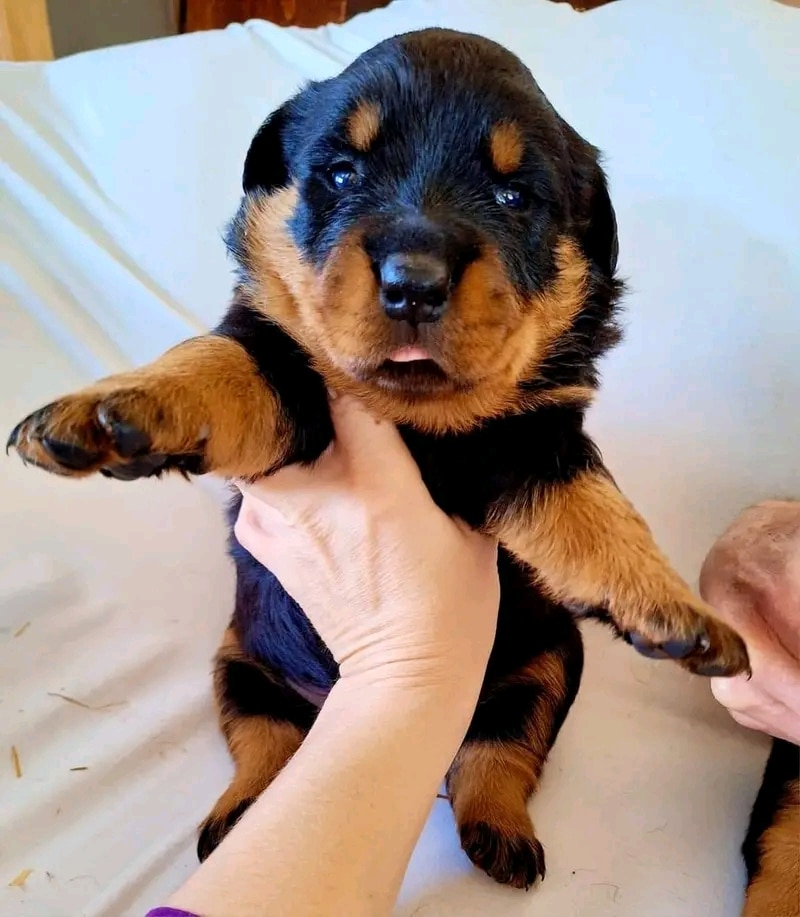 Rottweiler puppies for sale near me