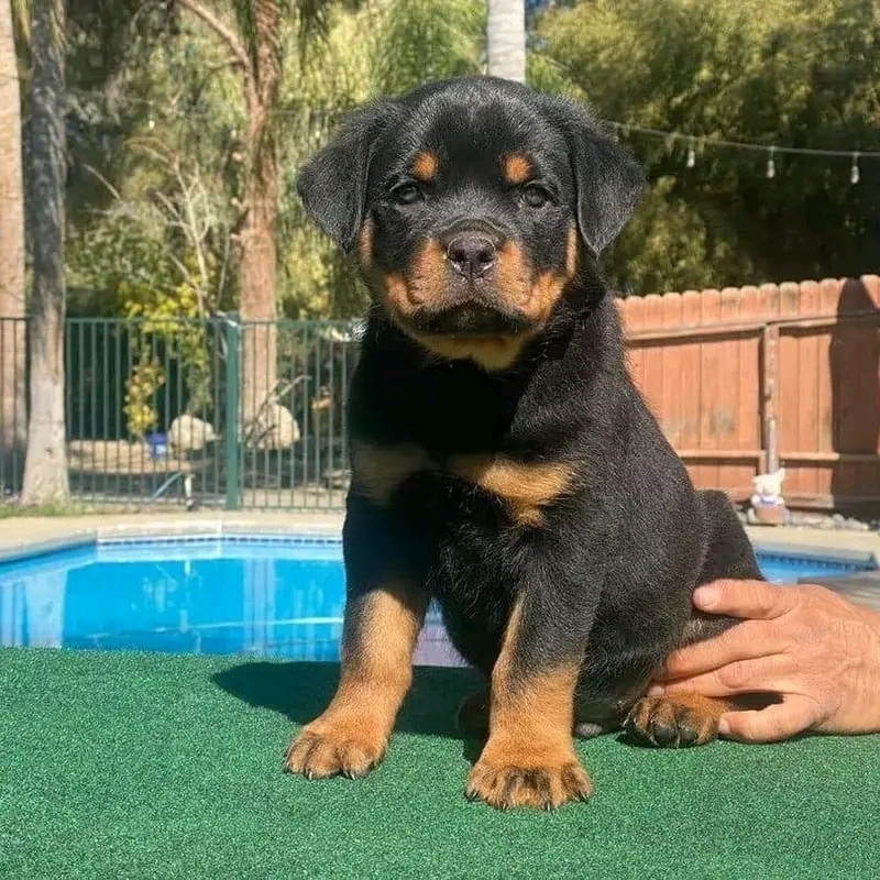 Rottweiler puppies for sale in North Carolina