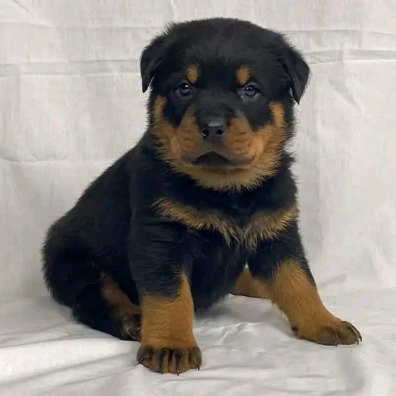 Rottweiler puppies for sale in North Carolina