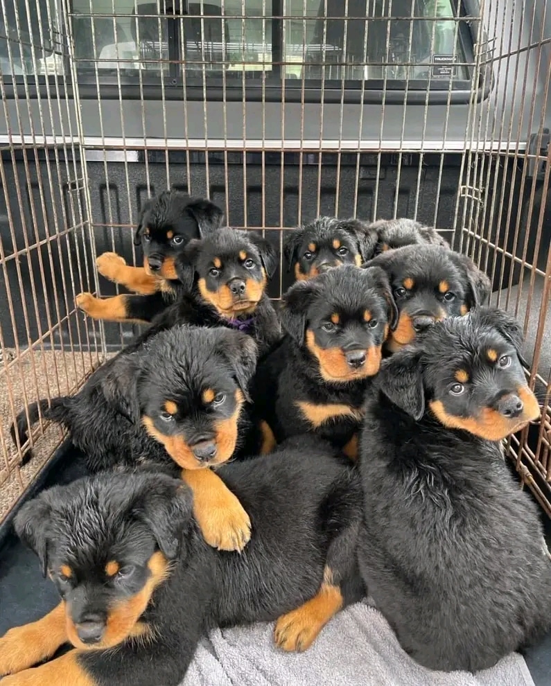 Rottweiler puppies for sale in North Carolina