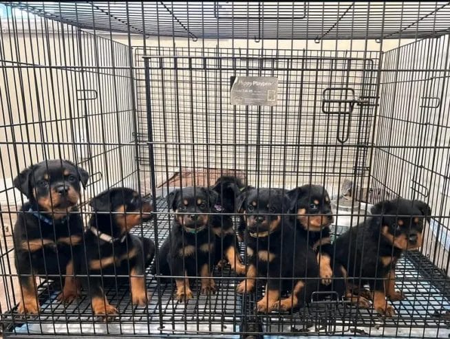 Baby Rottweilers For Free Rottweiler puppies for adoption
