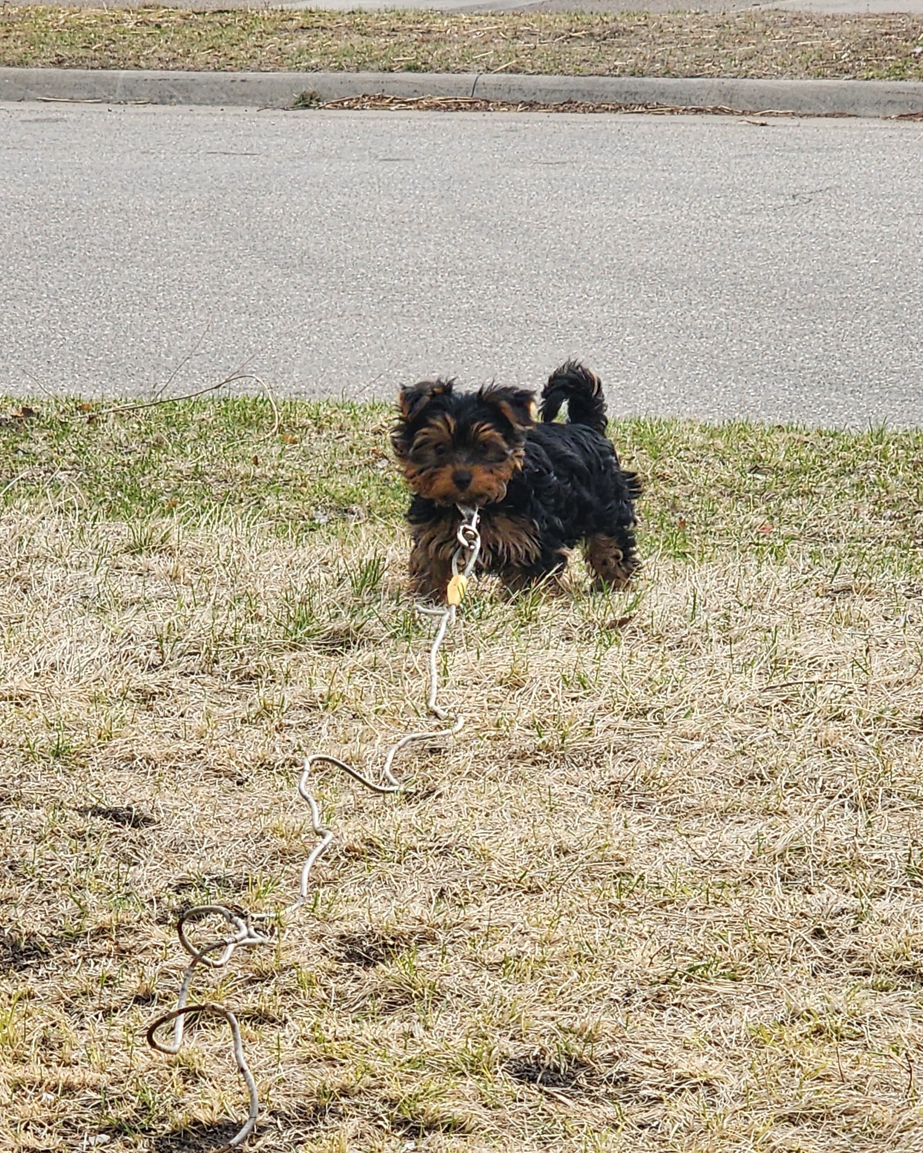 Female Yorkie