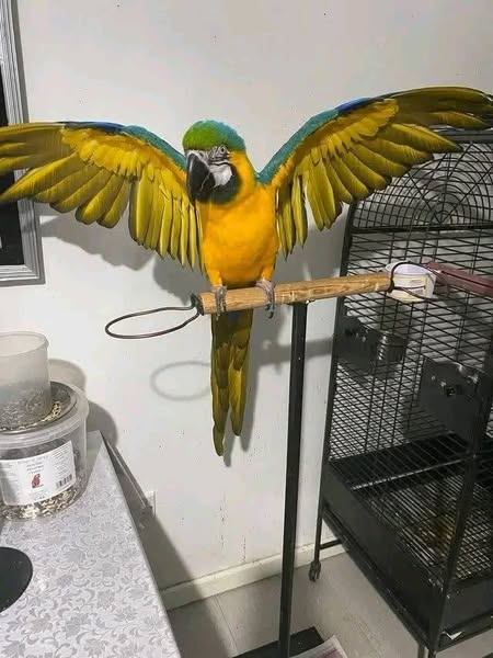 Blue and Gold Macaw