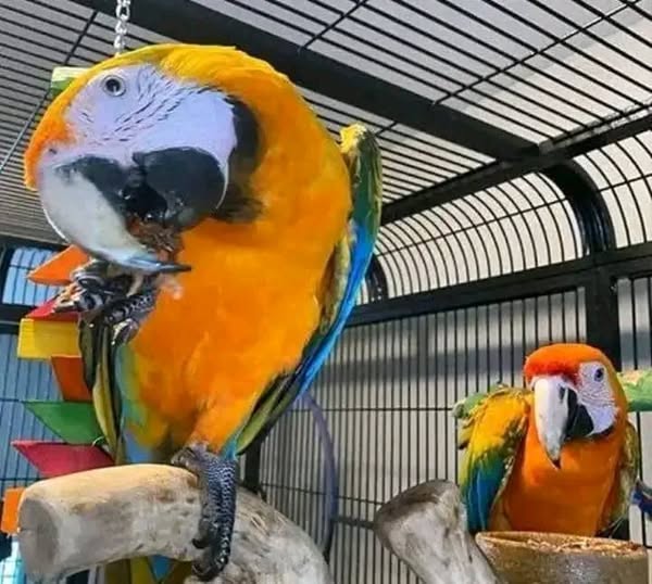Blue and Gold Macaw