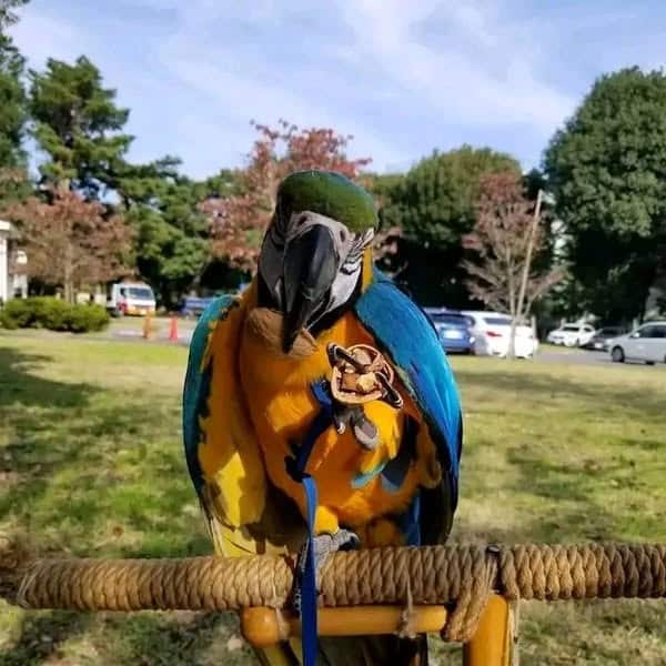 Blue and Gold Macaw