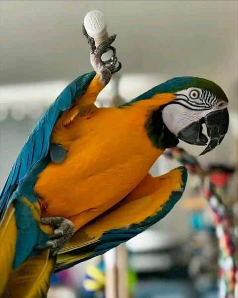 Blue and Gold Macaw
