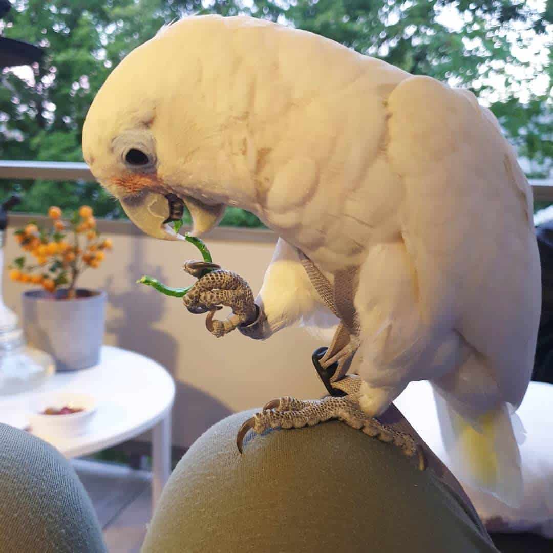 cockatoo parrots