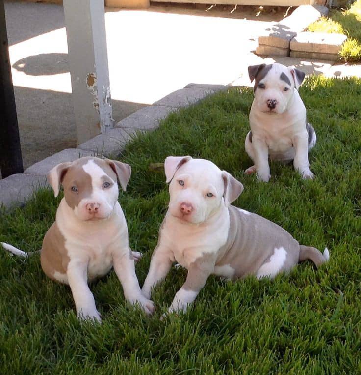 Healthy, Adorable Puppies – All Breeds Available! 🐶