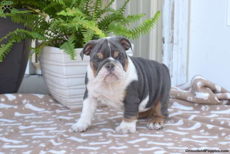 CHARMING RIVER IS WAITING FOR A LOVING HOME