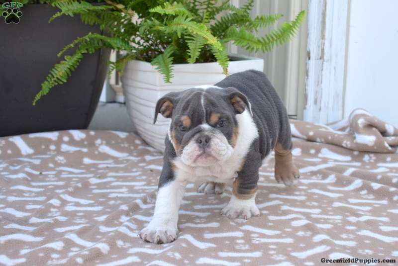 CHARMING RIVER IS WAITING FOR A LOVING HOME