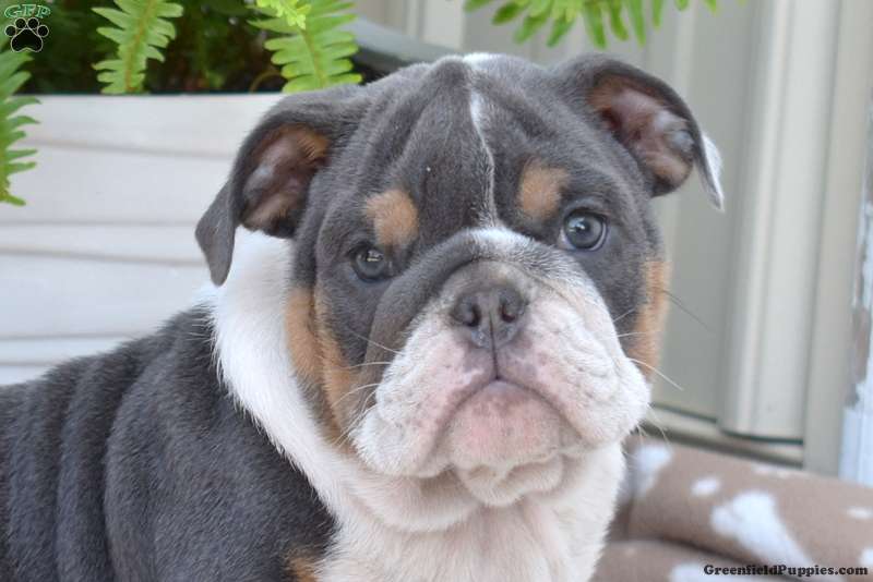 CHARMING RIVER IS WAITING FOR A LOVING HOME