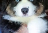 ASDR Black Tri Miniature Male Aussie “Noah”