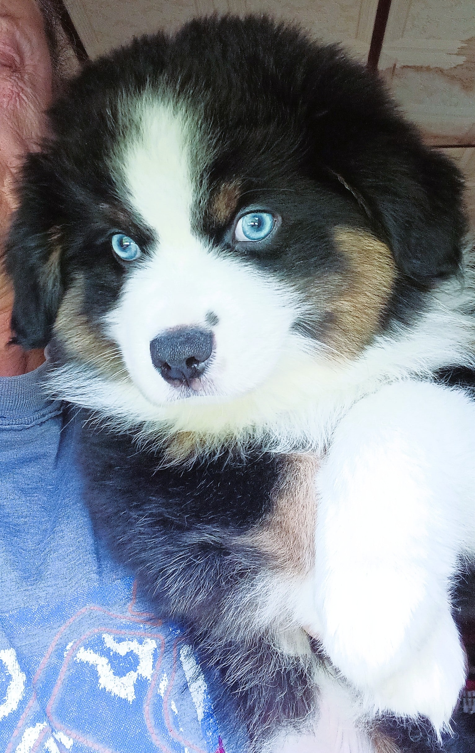 ASDR Black Tri Miniature Male Aussie “Noah”