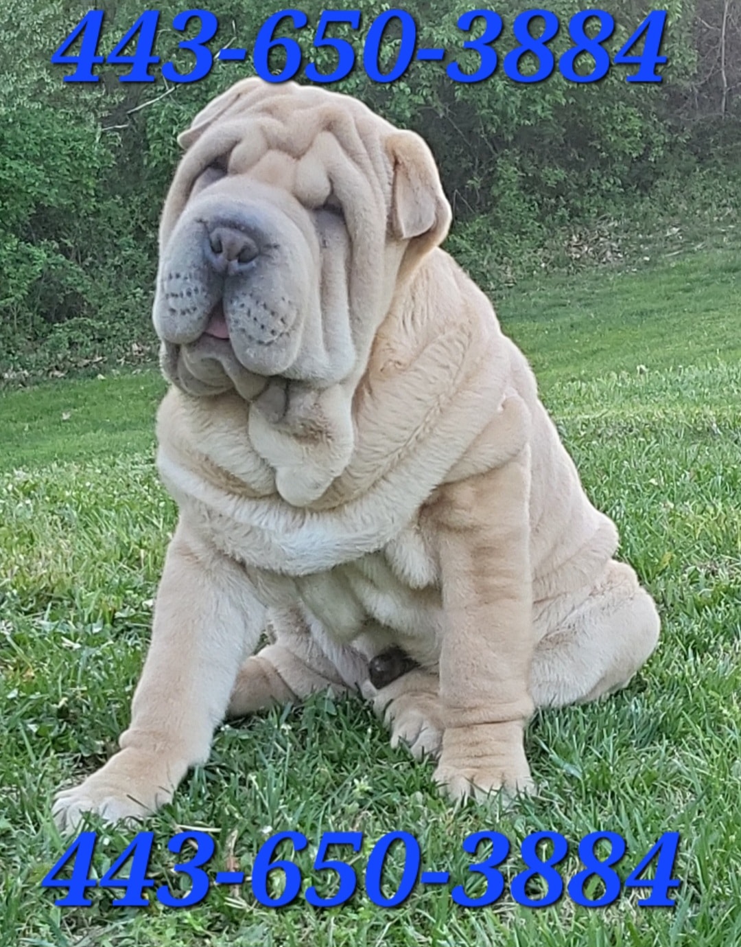 BEAUTIFUL SHAR-PEI PUP NEEDS LOVING HOME ASAP!