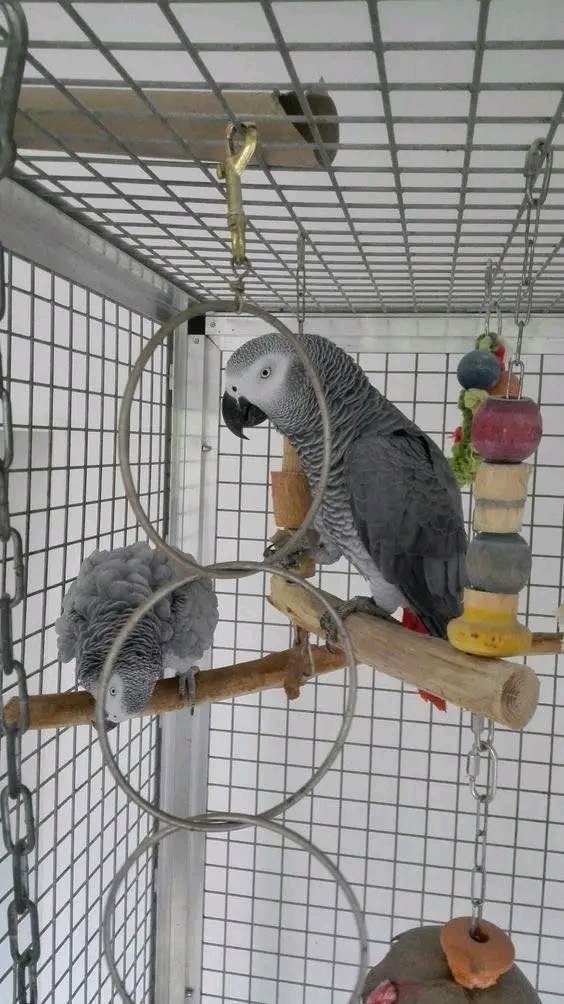 BABY AFRICAN GREY PARROTS FOR ADOPTION
