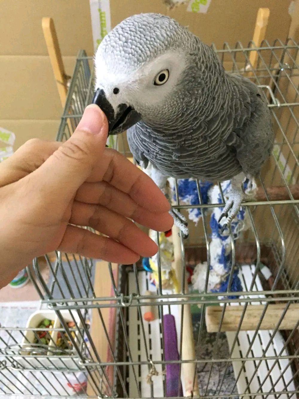 BABY AFRICAN GREY PARROTS FOR ADOPTION