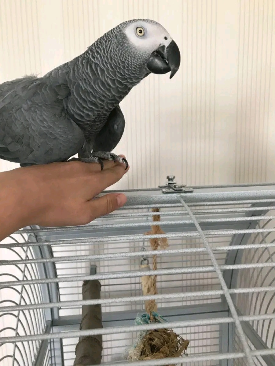 BABY AFRICAN GREY PARROTS FOR ADOPTION