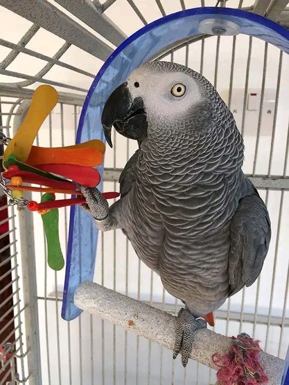 BABY AFRICAN GREY PARROTS FOR ADOPTION
