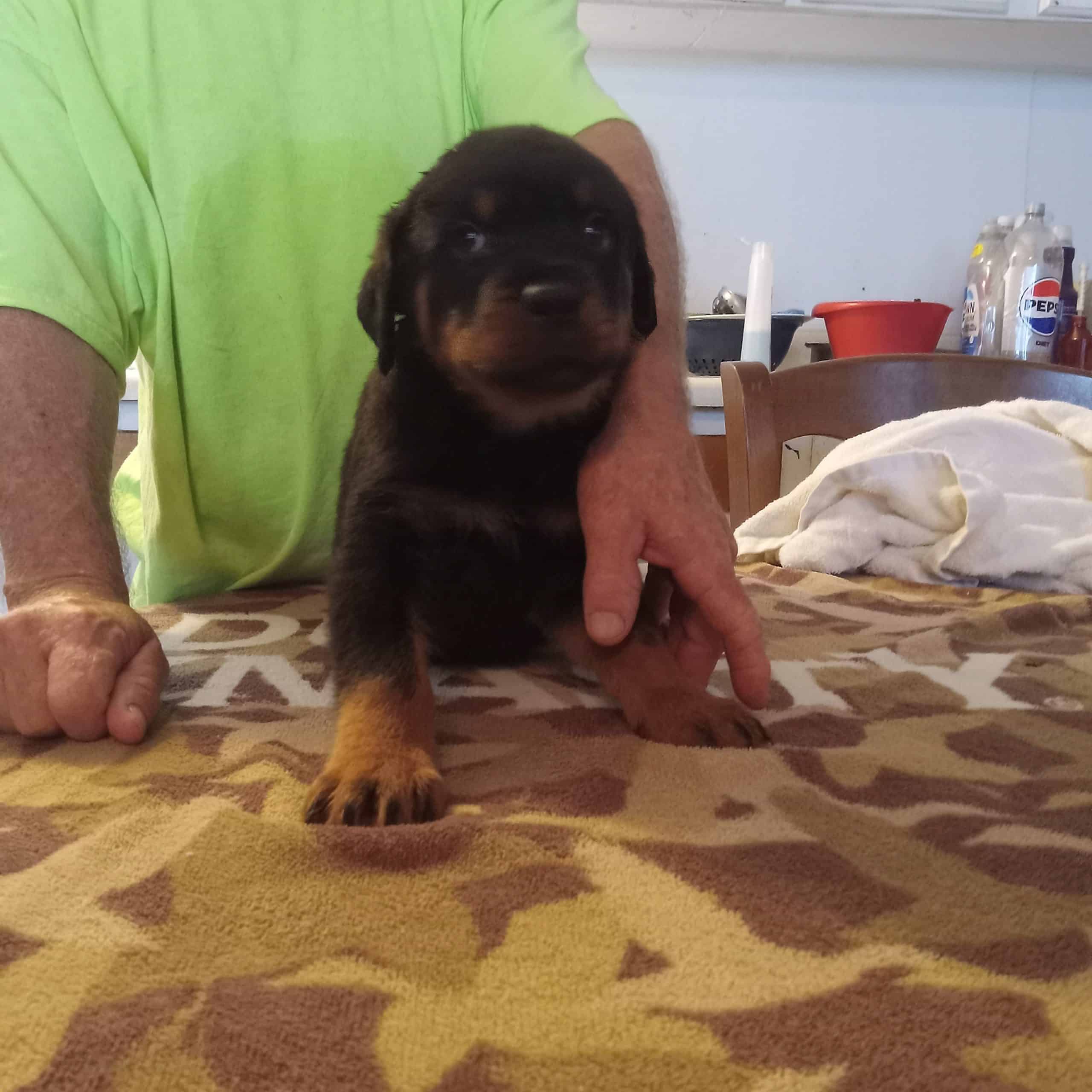 German Rottweiler puppies