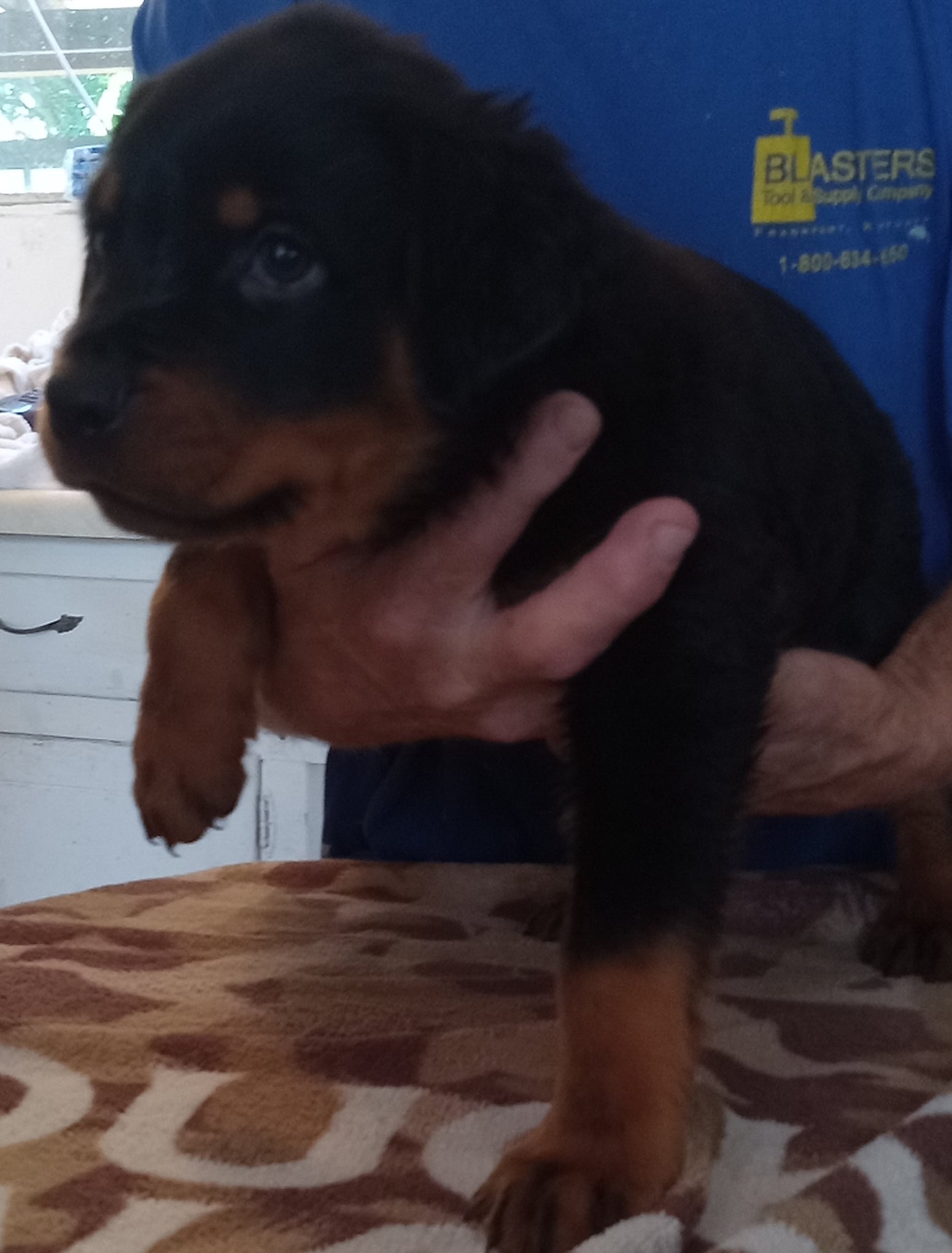 German Rottweiler puppies