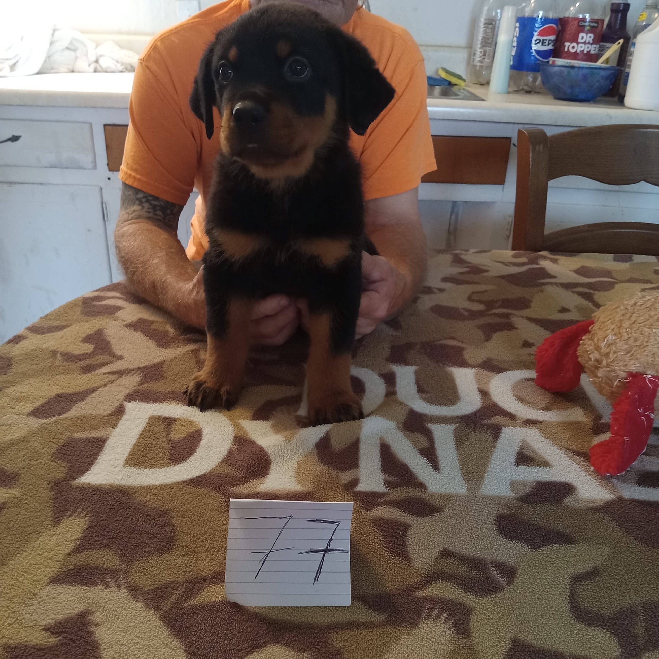 German Rottweiler puppies