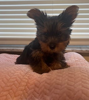 Male Teacup Yorkie