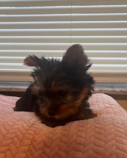 Male Teacup Yorkie