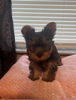 Male Teacup Yorkie