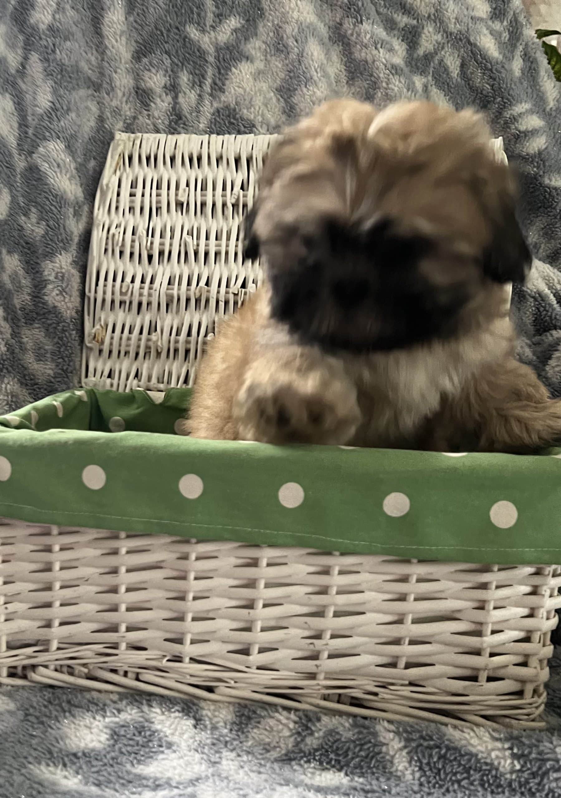 Male Shih Tzu