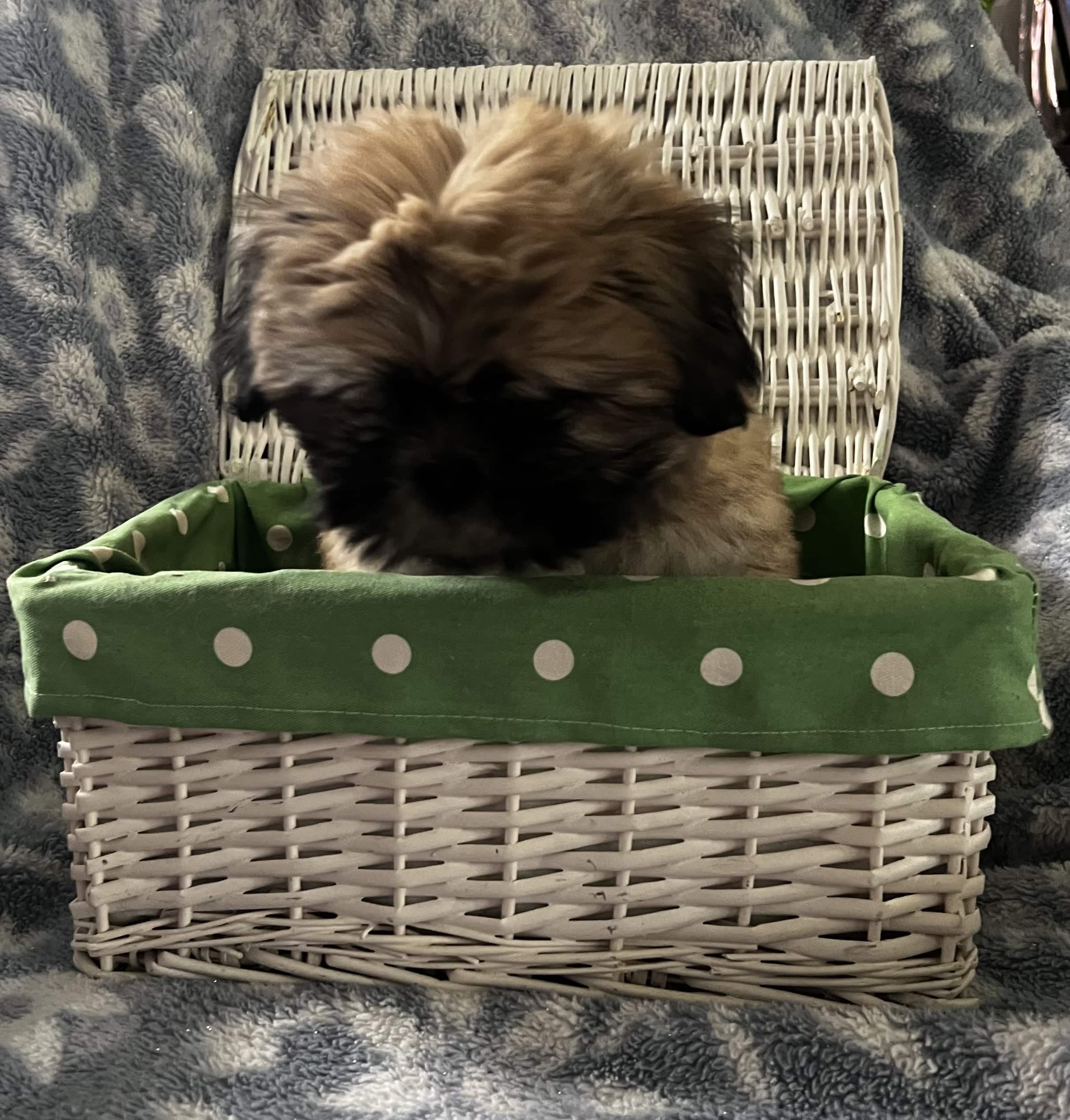 Male Shih Tzu