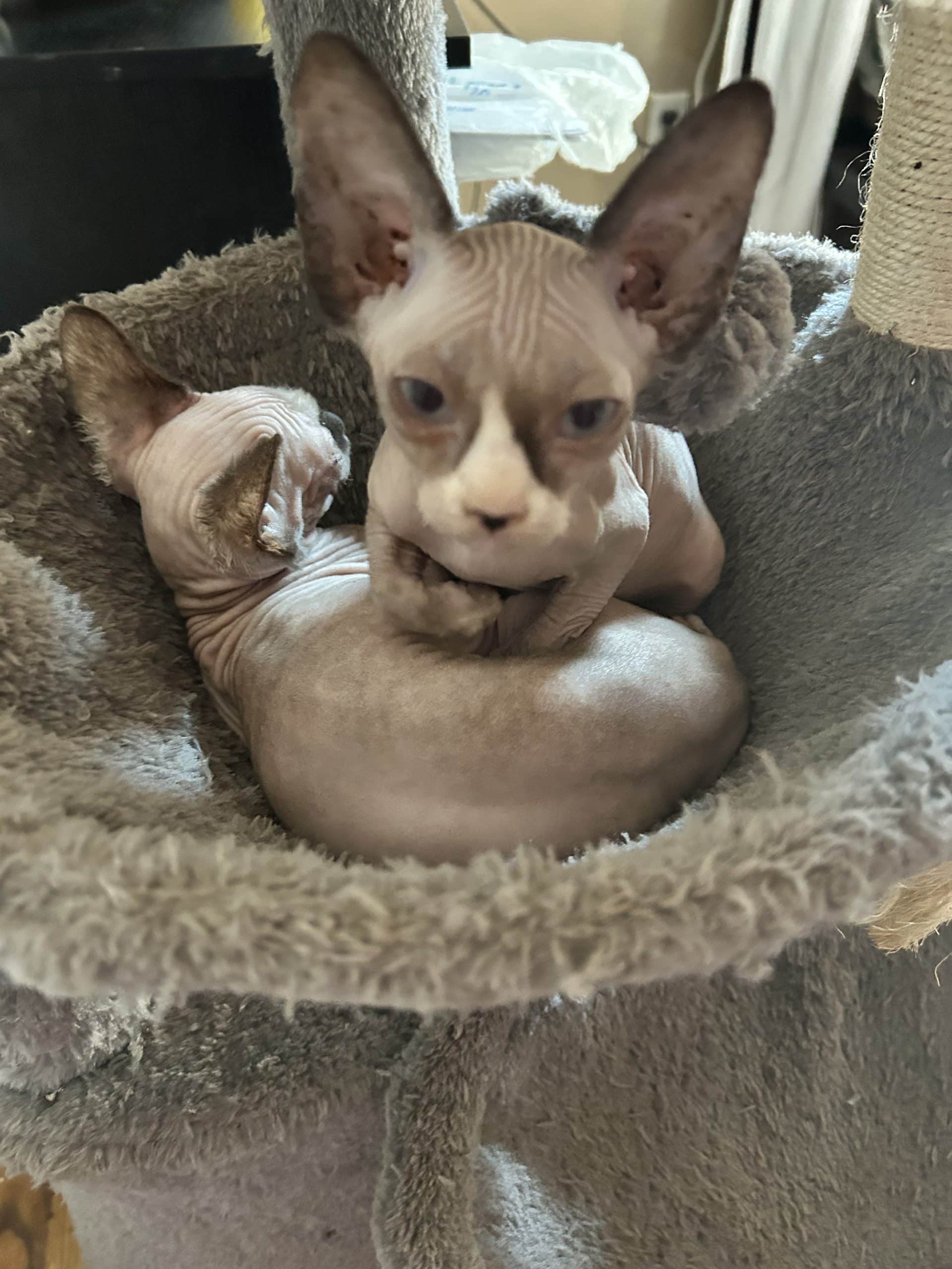 Sphynx and Bambino