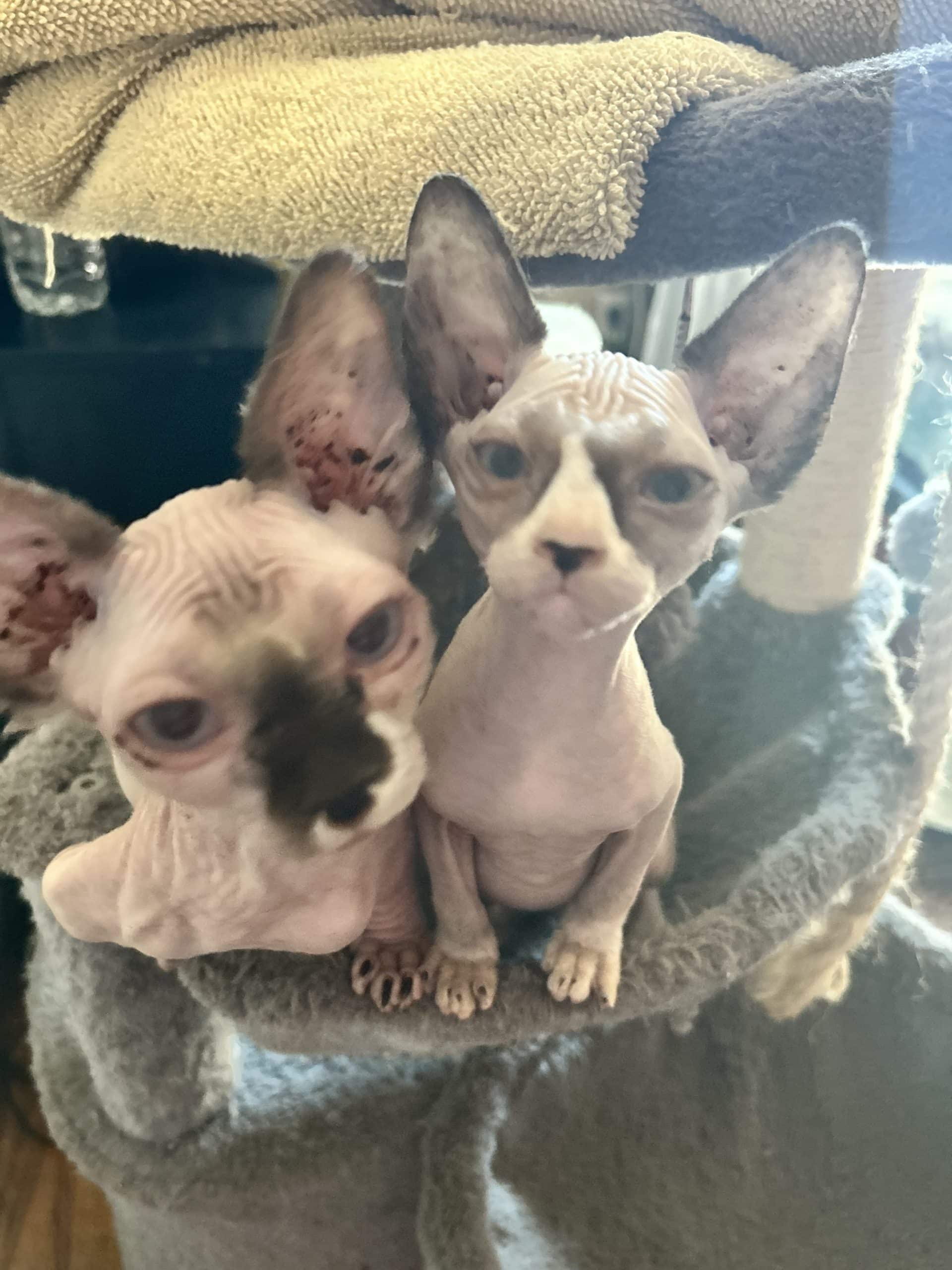 Sphynx and Bambino
