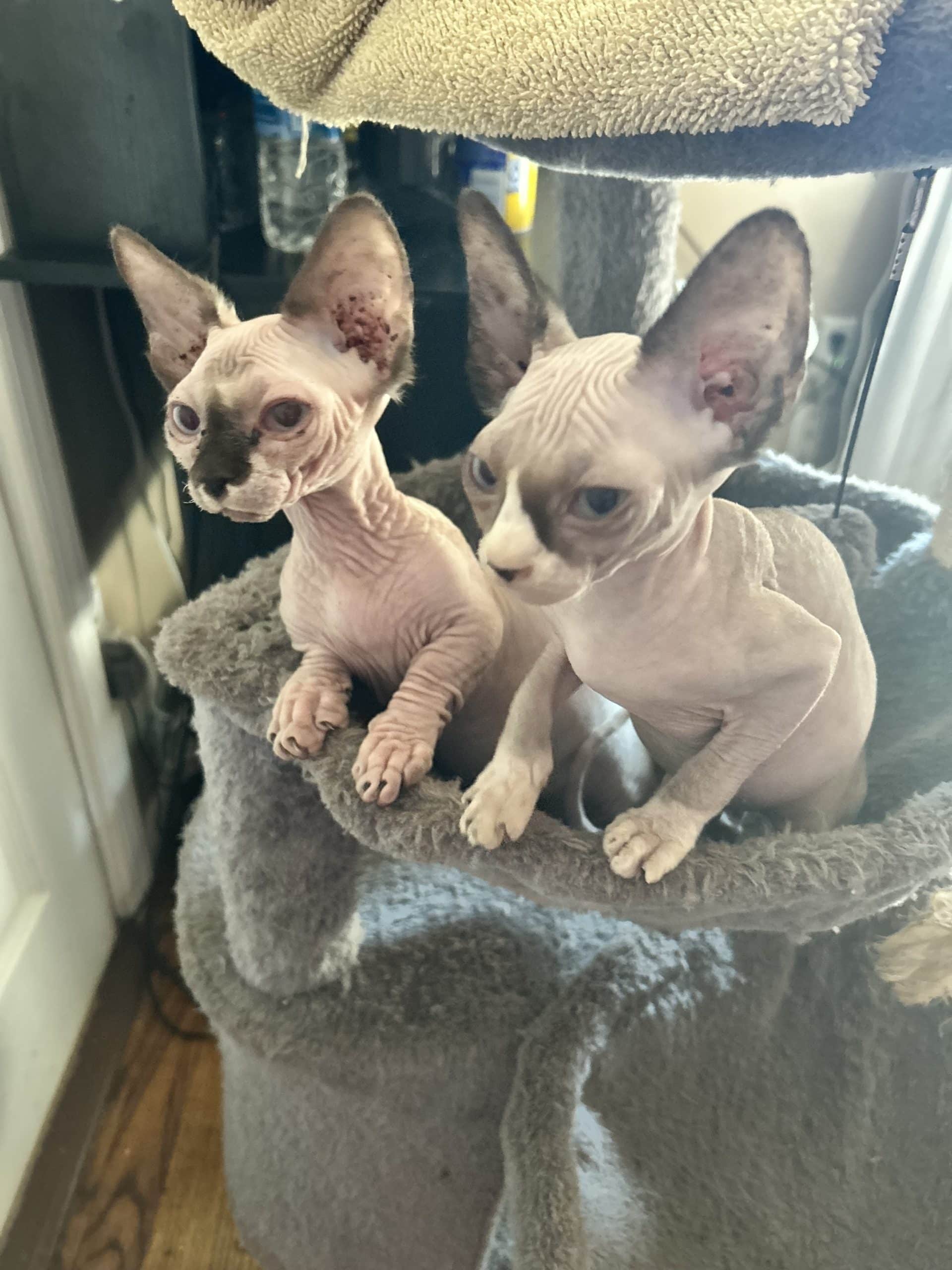 Sphynx and Bambino