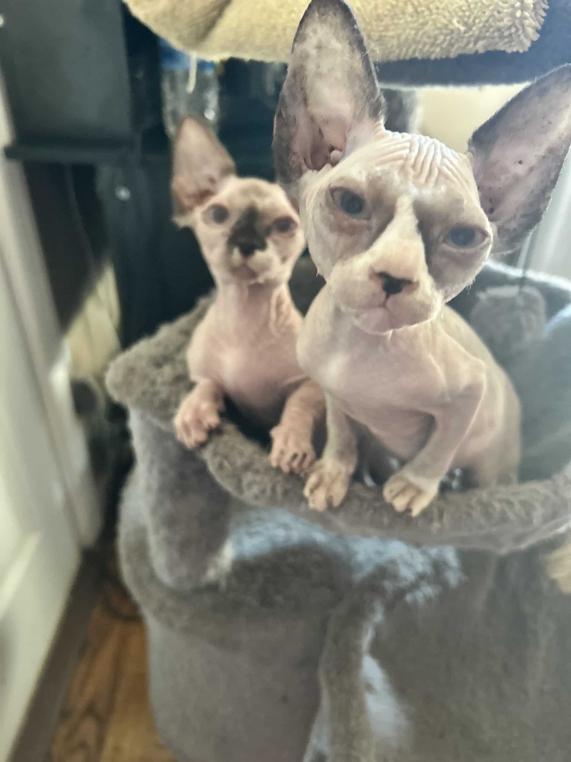 Sphynx and Bambino
